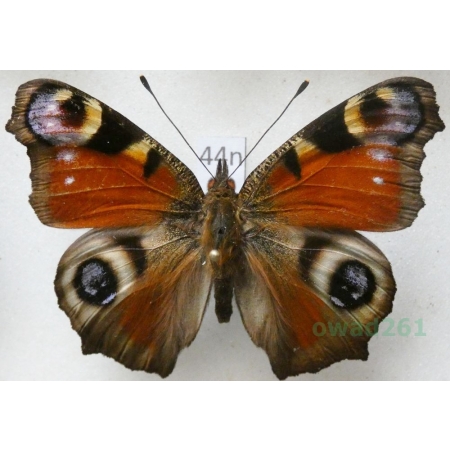 Aglais io (Linnaeus, 1758) Rusałka pawik Poland44n